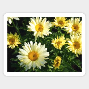Daisy Flower Patch waking to the Morning Sunlight Sticker